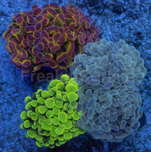 Carregar imagem no visualizador da galeria, Euphyllia paraancora “Ultra Triple Fusion” – 3 Colour Hammer Garden – Similar to Photo