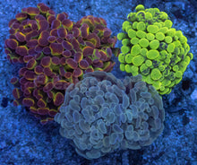 Carregar imagem no visualizador da galeria, Euphyllia paraancora “Ultra Triple Fusion” – 3 Colour Hammer Garden – Similar to Photo