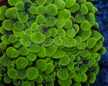 Carregar imagem no visualizador da galeria, Euphyllia paraancora “Ultra Triple Fusion” – 3 Colour Hammer Garden – Similar to Photo