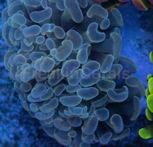 Carregar imagem no visualizador da galeria, Euphyllia paraancora “Ultra Triple Fusion” – 3 Colour Hammer Garden – Similar to Photo