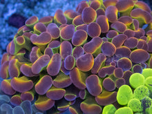 Carregar imagem no visualizador da galeria, Euphyllia paraancora “Ultra Triple Fusion” – 3 Colour Hammer Garden – Similar to Photo