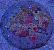 Load image into Gallery viewer, Zoanthus “Indonesian Ultra Mix” – Premium Multicolour Disc – WYSIWYG