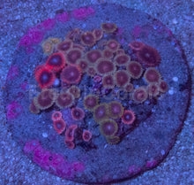 Load image into Gallery viewer, Zoanthus “Indonesian Ultra Mix” – Premium Multicolour Disc – WYSIWYG
