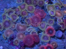 Load image into Gallery viewer, Zoanthus “Indonesian Ultra Mix” – Premium Multicolour Disc – WYSIWYG