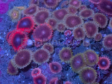 Load image into Gallery viewer, Zoanthus “Indonesian Ultra Mix” – Premium Multicolour Disc – WYSIWYG