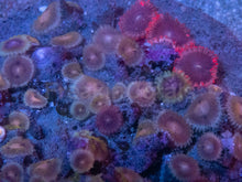 Load image into Gallery viewer, Zoanthus “Indonesian Ultra Mix” – Premium Multicolour Disc – WYSIWYG