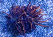 Load image into Gallery viewer, FK 24K Torch Euphyllia (Grade B)