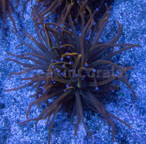 FK USA Holy Grail Torch Euphyllia (Grade B)