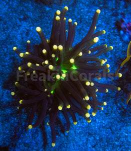 FK Joker Torch Euphyllia