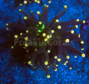 FK Joker Torch Euphyllia