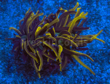 Load image into Gallery viewer, FK 24K Torch Euphyllia (Grade B)