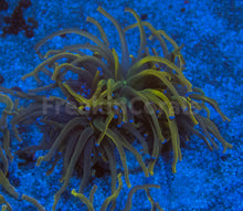 Carregar imagem no visualizador da galeria, FK USA Holy Grail Torch Euphyllia (Grade B)