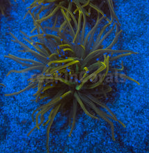 Carregar imagem no visualizador da galeria, FK USA Holy Grail Torch Euphyllia (Grade B)