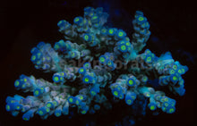 Carregar imagem no visualizador da galeria, FK Cup Cake Tenuis Acropora (Cut-To-Order)