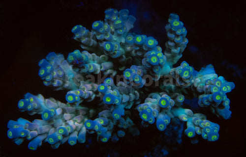 FK Cup Cake Tenuis Acropora (Cut-To-Order)