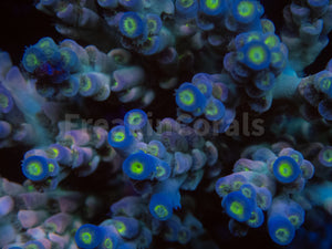 FK Cup Cake Tenuis Acropora (Cut-To-Order)