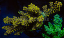 Carregar imagem no visualizador da galeria, FK Pikachu Melting Acropora (Cut-To-Order)