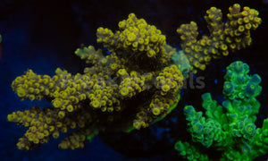 FK Pikachu Melting Acropora (Cut-To-Order)