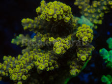 Carregar imagem no visualizador da galeria, FK Pikachu Melting Acropora (Cut-To-Order)