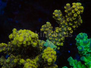 FK Pikachu Melting Acropora (Cut-To-Order)