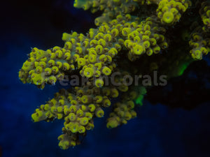 FK Pikachu Melting Acropora (Cut-To-Order)