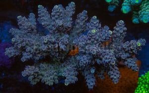 FK Yellow Tip Tierra Acropora (Cut-To-Order)