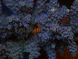 FK Yellow Tip Tierra Acropora (Cut-To-Order)