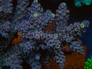 FK Yellow Tip Tierra Acropora (Cut-To-Order)