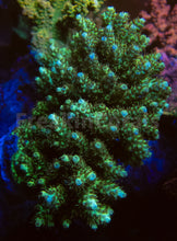 Carregar imagem no visualizador da galeria, FK Yellow Shortcake Bali Acropora (Cut-To-Order, Extra long Polyps)