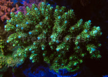 Carregar imagem no visualizador da galeria, FK Yellow Shortcake Bali Acropora (Cut-To-Order, Extra long Polyps)