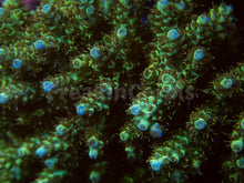 Carregar imagem no visualizador da galeria, FK Yellow Shortcake Bali Acropora (Cut-To-Order, Extra long Polyps)