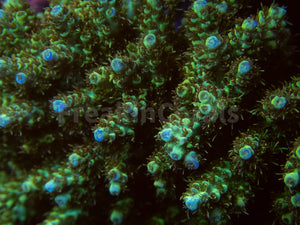 FK Yellow Shortcake Bali Acropora (Cut-To-Order, Extra long Polyps)