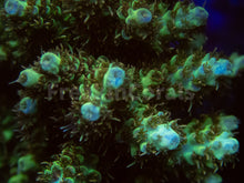 Carregar imagem no visualizador da galeria, FK Yellow Shortcake Bali Acropora (Cut-To-Order, Extra long Polyps)