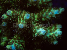 Carregar imagem no visualizador da galeria, FK Yellow Shortcake Bali Acropora (Cut-To-Order, Extra long Polyps)