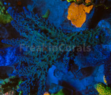 Carregar imagem no visualizador da galeria, FK Blue &amp; Green Gomezi Acropora (Cut-To-Order)