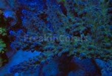 Carregar imagem no visualizador da galeria, FK Blue &amp; Green Gomezi Acropora (Cut-To-Order)