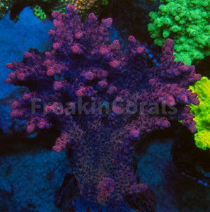 FK Pink Plateau Bali Acropora (Cut-To-Order)