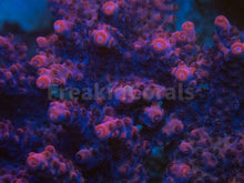 Carregar imagem no visualizador da galeria, FK Pink Plateau Bali Acropora (Cut-To-Order)