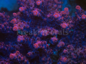 FK Pink Plateau Bali Acropora (Cut-To-Order)