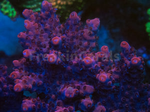 FK Pink Plateau Bali Acropora (Cut-To-Order)