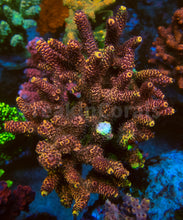 Carregar imagem no visualizador da galeria, FK Yellow Tip Red Millepora Ultra (Cut-To-Order)