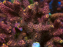 Carregar imagem no visualizador da galeria, FK Yellow Tip Red Millepora Ultra (Cut-To-Order)