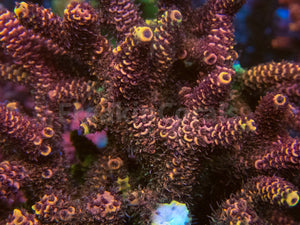 FK Yellow Tip Red Millepora Ultra (Cut-To-Order)