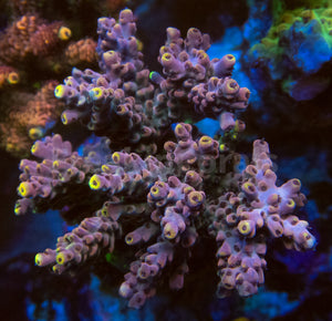 FK Yellow Tip Grey Acropora (Cut-To-Order)