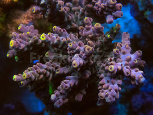 FK Yellow Tip Grey Acropora (Cut-To-Order)