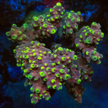 Carregar imagem no visualizador da galeria, FK Yellow Drop Lastistella Acropora (Cut-To-Order)