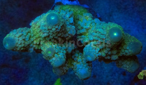 Golf Shadow Green Humillis Acropora (Cut-To-Order)