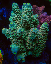 Carregar imagem no visualizador da galeria, FK E.T. Boy Tenuis Acropora (Cut-To-Order)