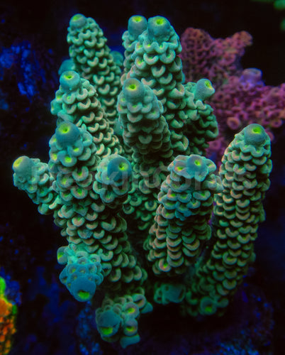 FK E.T. Boy Tenuis Acropora (Cut-To-Order)