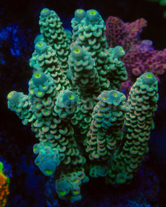 FK E.T. Boy Tenuis Acropora (Cut-To-Order)